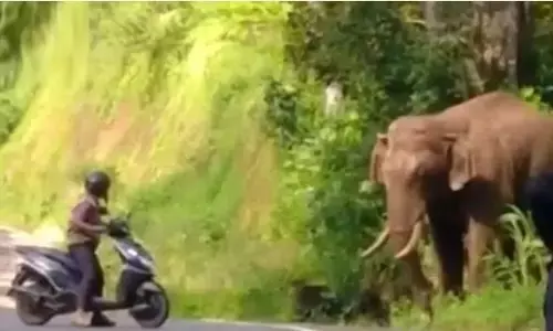 स्कूटर पर वन अधिकारी ने जंगली हाथी को डांटा और उसने मान ली उसकी बात स्कूटर पर वन अधिकारी ने जंगली हाथी को डांटा और उसने मान ली उसकी बात