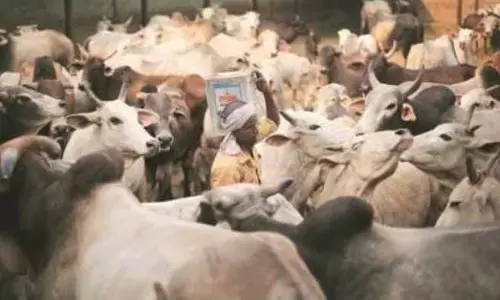 एटा में गौहत्या: विभाग ने गोशालाओं की निगरानी के लिए पुलिस को तैनात करने की सिफारिश की एटा में गौहत्या: विभाग ने गोशालाओं की निगरानी के लिए पुलिस को तैनात करने की सिफारिश की