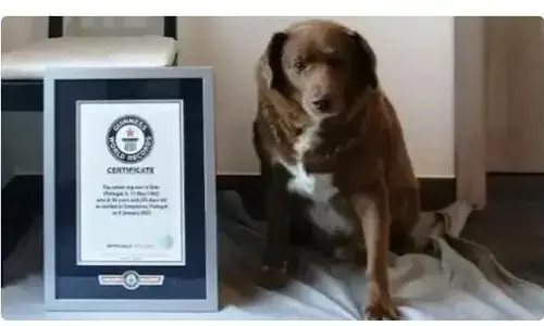 दुनिया के सबसे बुजुर्ग कुत्ते का नाम गिनीज बुक ऑफ वर्ल्ड रिकॉर्ड्स मे दुनिया के सबसे बुजुर्ग कुत्ते का नाम गिनीज बुक ऑफ वर्ल्ड रिकॉर्ड्स मे