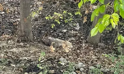 हापुड़ के जंगलों में 26 बंदरों की मौत से मचा हड़कंप हापुड़ के जंगलों में 26 बंदरों की मौत से मचा हड़कंप