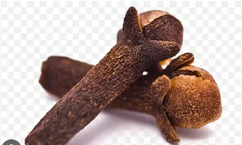 Clove Benefits: अगर आप भी रहना चाहते हैं बीमारियों से दूर, तो रोज खाएं लौंग