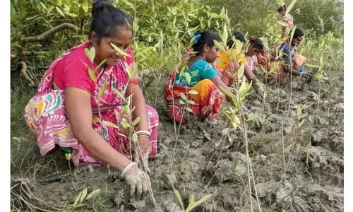 सुंदरबन को बचाने के लिए आगे आईं स्थानीय महिलाएं सुंदरबन को बचाने के लिए आगे आईं स्थानीय महिलाएं