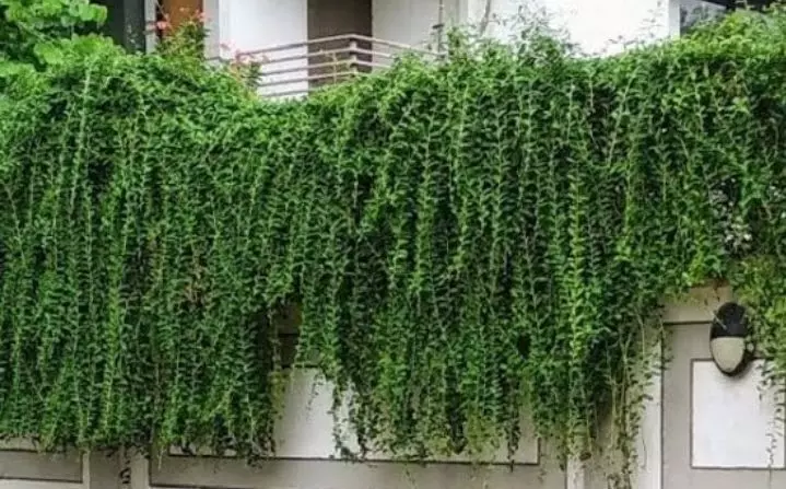 कर्टेन क्रीपर: बढ़ने में आसान चढ़ाई वाला पौधा जो आपके घर के बगीचे को जीवंत बनाता है