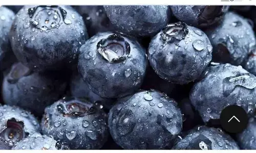 नशीले पदार्थ के लिए केले की खेप में छिपाकर रखा था 2,700 किलो से ज्यादा कोकीन नशीले पदार्थ के लिए केले की खेप में छिपाकर रखा था 2,700 किलो से ज्यादा कोकीन