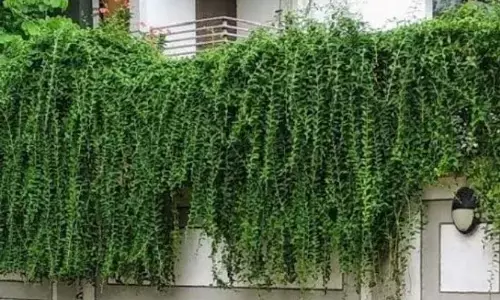 कर्टेन क्रीपर: बढ़ने में आसान चढ़ाई वाला पौधा जो आपके घर के बगीचे को जीवंत बनाता है कर्टेन क्रीपर: बढ़ने में आसान चढ़ाई वाला पौधा जो आपके घर के बगीचे को जीवंत बनाता है