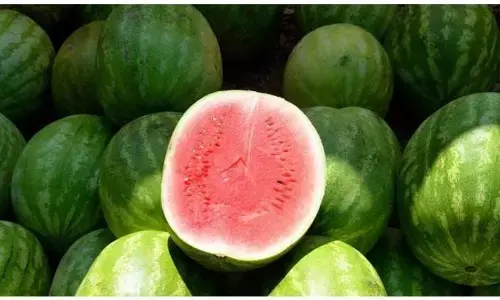 तरबूज: पोषण तथ्य और स्वास्थ्य लाभ तरबूज: पोषण तथ्य और स्वास्थ्य लाभ