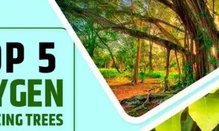 जानिए ऑक्सीजन देने वाले पौधो को जो देते हैं भरपूर मात्रा में ऑक्सीजन जानिए ऑक्सीजन देने वाले पौधो को जो देते हैं भरपूर मात्रा में ऑक्सीजन