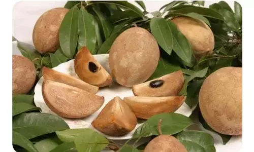 चीकू खाने के फायदे, उपयोग, न्यूट्रिशन और साइड इफेक्ट