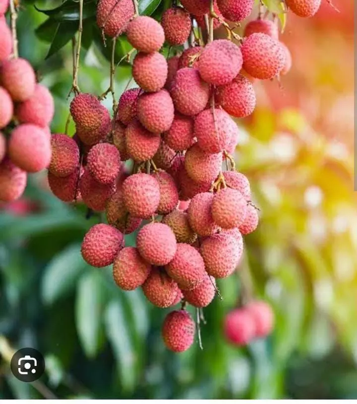 Health Tips: लीची खाने के हैरान करने वाले फायदे और नुकसान Health Tips: लीची खाने के हैरान करने वाले फायदे और नुकसान