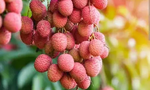 Health Tips: लीची खाने के हैरान करने वाले फायदे और नुकसान Health Tips: लीची खाने के हैरान करने वाले फायदे और नुकसान