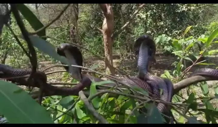 UP NEWS: पेड़ पर दिखाई दिया नागों का झुंड, लोगों ने कहा साक्षात नागलोक उतर आया है। UP NEWS: पेड़ पर दिखाई दिया नागों का झुंड, लोगों ने कहा साक्षात नागलोक उतर आया है।