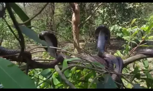 UP NEWS: पेड़ पर दिखाई दिया नागों का झुंड, लोगों ने कहा साक्षात नागलोक उतर आया है। UP NEWS: पेड़ पर दिखाई दिया नागों का झुंड, लोगों ने कहा साक्षात नागलोक उतर आया है।