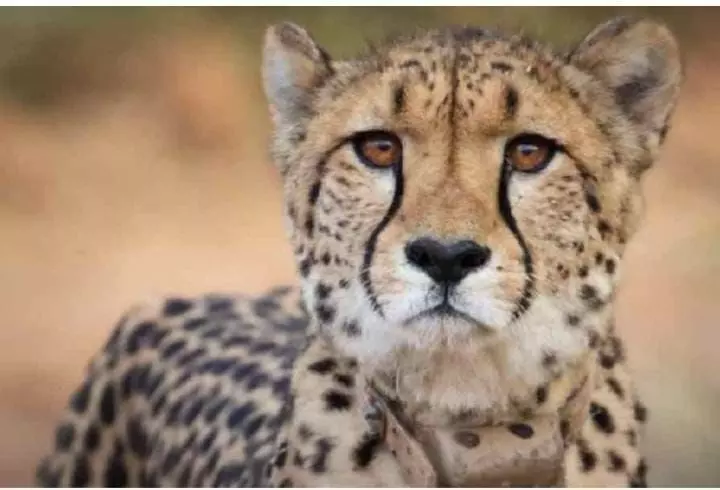 मध्य प्रदेश: कूनो नेशनल पार्क में दो महीने के चीता शावक की मौत
