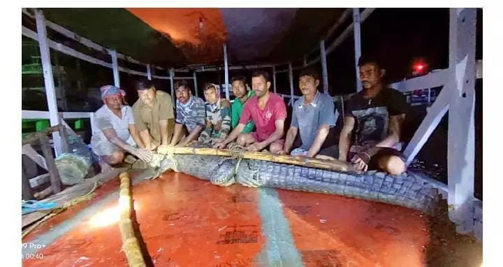 सुंदरबन के तालाब में घुसा 300 किलो का मगरमच्छ सुंदरबन के तालाब में घुसा 300 किलो का मगरमच्छ