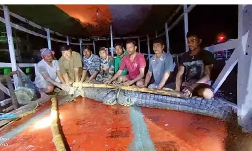 सुंदरबन के तालाब में घुसा 300 किलो का मगरमच्छ सुंदरबन के तालाब में घुसा 300 किलो का मगरमच्छ