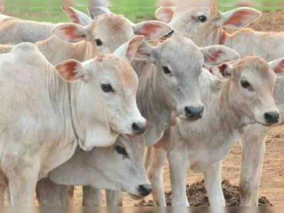 गोवंश को काटने ले जाने  की पर्ची मंत्री देते हैं ?