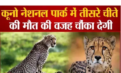 चीते मर रहे हैं..सरकार कमेटियां बना रही है ! चीते मर रहे हैं..सरकार कमेटियां बना रही है !