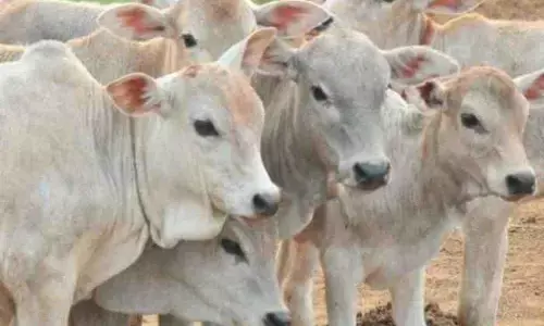 गोवंश को काटने ले जाने  की पर्ची मंत्री देते हैं ? गोवंश को काटने ले जाने  की पर्ची मंत्री देते हैं ?
