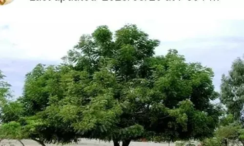 नीम के पेड़ के यह टोटके, करेंगें जिंदगी से परेशानियों की छुट्टी नीम के पेड़ के यह टोटके, करेंगें जिंदगी से परेशानियों की छुट्टी