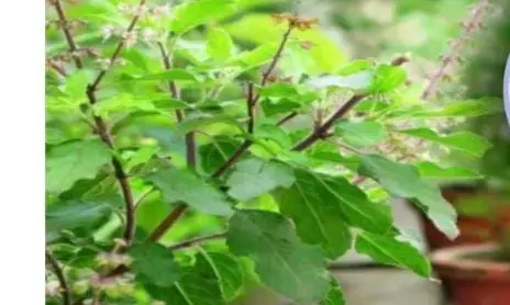 इस निर्जला एकादशी जरूर करें तुलसी के पौधे का यह उपाय ,मां लक्ष्मी के साथ नारायण खुद चलकर आएंगे घर इस निर्जला एकादशी जरूर करें तुलसी के पौधे का यह उपाय ,मां लक्ष्मी के साथ नारायण खुद चलकर आएंगे घर