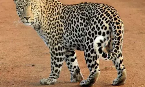 राजस्थान के धौलपुर में बिजली के तार की चपेट में आने से दो तेंदुओं की हो गई मौत