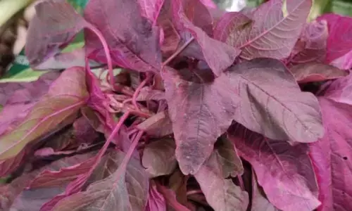 इस साग को खाते ही आपके शरीर में आ जाएगी गजब की फुर्ती, हड्डियों में भी आ जाएगा दम, हफ्ते में जरूर खाएं एक बार यह साग