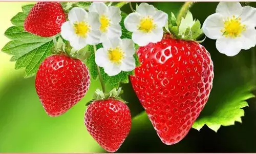 अगर आपको चाहिए गाल गुलाबी और होठों की लाली,तो इस फल का यू करें इस्तेमाल!! अगर आपको चाहिए गाल गुलाबी और होठों की लाली,तो इस फल का यू करें इस्तेमाल!!