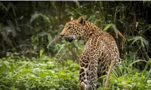 गुजरात वन विभाग ने दिया तेंदुए की नसबंदी का सुझाव, जाने क्या कहा अधिकारियों ने? गुजरात वन विभाग ने दिया तेंदुए की नसबंदी का सुझाव, जाने क्या कहा अधिकारियों ने?