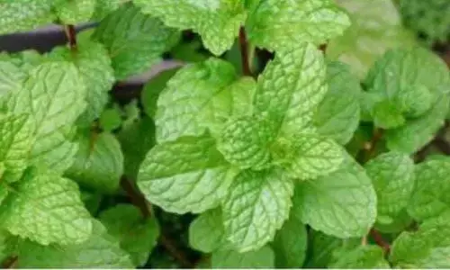 अगर इस गर्मी आप भी रहना चाहते हैं कूल तो अपने चेहरे पर लगा है यह तीन कूलिंग फेस पैक अगर इस गर्मी आप भी रहना चाहते हैं कूल तो अपने चेहरे पर लगा है यह तीन कूलिंग फेस पैक