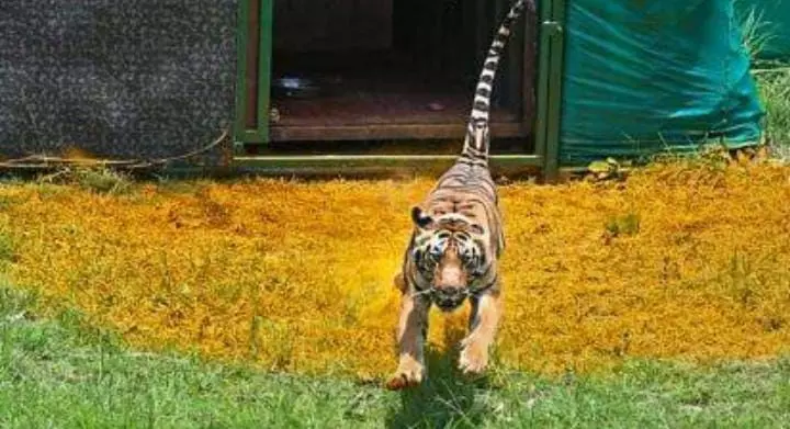 यूपी: दुधवा बफर जोन लखीमपुर खीरी में मृत मिली बाघ