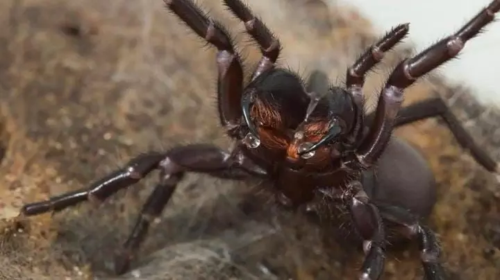 दुनिया के सबसे घातक स्पाइडर फनल वेब के बारे में जो बदल सकता है अपने जहर की क्षमता दुनिया के सबसे घातक स्पाइडर फनल वेब के बारे में जो बदल सकता है अपने जहर की क्षमता