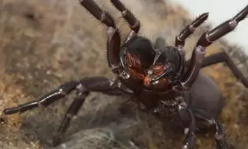 दुनिया के सबसे घातक स्पाइडर फनल वेब के बारे में जो बदल सकता है अपने जहर की क्षमता दुनिया के सबसे घातक स्पाइडर फनल वेब के बारे में जो बदल सकता है अपने जहर की क्षमता