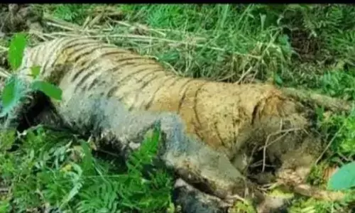 दुधवा में दो माह के भीतर चौथा बाघ मिला मृत जाने क्या है वजह? दुधवा में दो माह के भीतर चौथा बाघ मिला मृत जाने क्या है वजह?