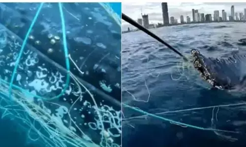 देखिए हंपबैक व्हेल का जाल में फंसने के बाद काबेहद खतरनाक रेस्क्यू ऑपरेशन