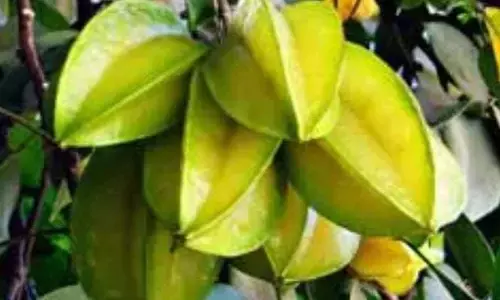 स्टार फल: क्या इस अद्भुत फल के बारे में जानते हैं आप स्टार फल: क्या इस अद्भुत फल के बारे में जानते हैं आप