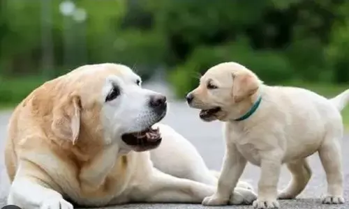 हमें स्ट्रीट डॉग्स की देखभाल कैसे करनी चाहिए हमें स्ट्रीट डॉग्स की देखभाल कैसे करनी चाहिए