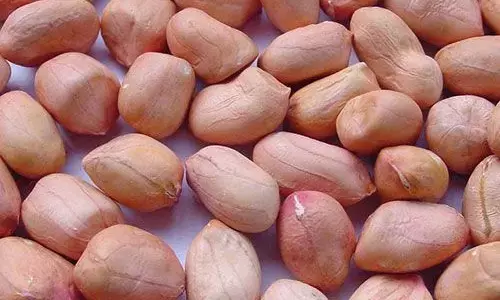 जाने मूंगफली खाने के फायदे और नुकसान जाने मूंगफली खाने के फायदे और नुकसान