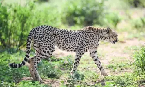 कूनो चीतों के ललितपुर की ओर भटकने की खबरों के बाद उत्तर प्रदेश वन विभाग की तलाश जारी