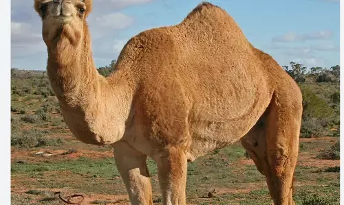 Success Story: राजस्थानी इंजीनियर ने छोड़ दी अपनी नौकरी और अब ऊंटनी के दूध से कम आ रहे हैं लाखों Success Story: राजस्थानी इंजीनियर ने छोड़ दी अपनी नौकरी और अब ऊंटनी के दूध से कम आ रहे हैं लाखों