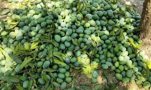 दुनिया के सबसे मीठे आम का नाम लंगड़ा क्यों पड़ा?