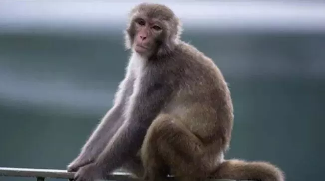 उत्तराखंड: उधमसिंह नगर में बंदरों को जहर देने के मामले में 9 गिरफ्तार