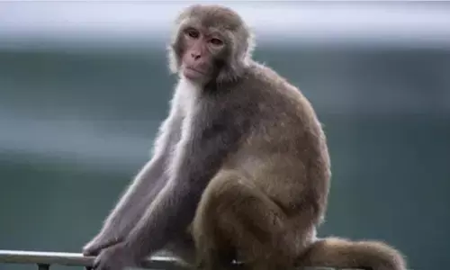 उत्तराखंड: उधमसिंह नगर में बंदरों को जहर देने के मामले में 9 गिरफ्तार उत्तराखंड: उधमसिंह नगर में बंदरों को जहर देने के मामले में 9 गिरफ्तार