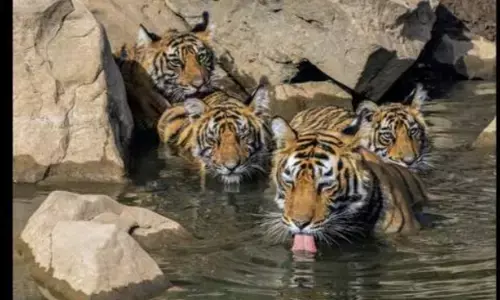 जाने क्या है प्रोजेक्ट टाइगर@50?