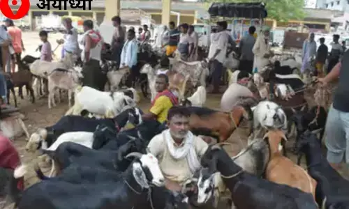 बकरीद के लिए बकरों का सजा बाजार: शेरा सवा लाख का तो सुल्ताना बिका 90 हजार में बकरीद के लिए बकरों का सजा बाजार: शेरा सवा लाख का तो सुल्ताना बिका 90 हजार में