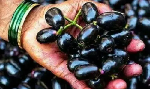 डायबिटीज़ रोगियों के लिए जामुन है वरदान, बस सही खाने का तरीका जानें।