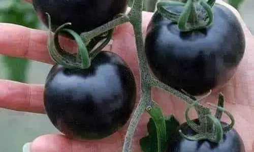 लाल नहीं, काला टमाटर खाइए! सस्ता मिलेगा!