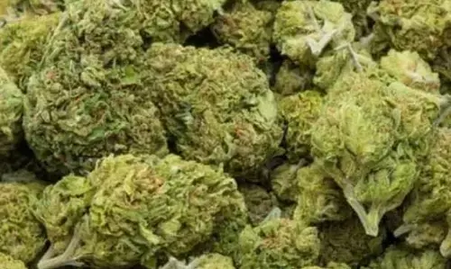 आगरा में एम्बुलेंस के गुप्त डिब्बे से 200 किलोग्राम मारिजुआना किया गया जब्त