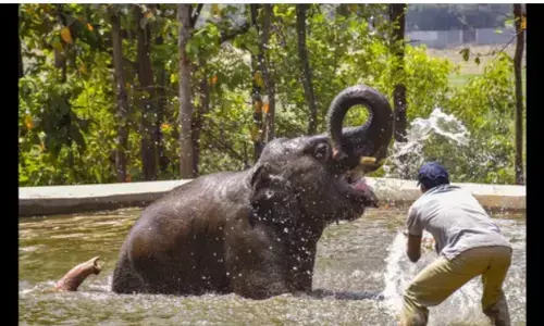 ओडिशा: पिछले 3 महीनों में हाथियों के साथ मुठभेड़ में 57 लोगों की हो गई मौत ओडिशा: पिछले 3 महीनों में हाथियों के साथ मुठभेड़ में 57 लोगों की हो गई मौत