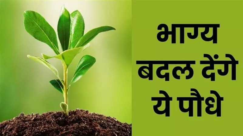 घर और ऑफिस में चाहिए पॉजिटिव माहौल, इन पौधों को लगाकर अपने आस-पास लाएं सकारात्मकता