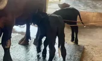 अयोध्या में भैंस ने दिया जुड़वा बच्चों को जन्म, सुनने वाला हर कोई हैरान अयोध्या में भैंस ने दिया जुड़वा बच्चों को जन्म, सुनने वाला हर कोई हैरान